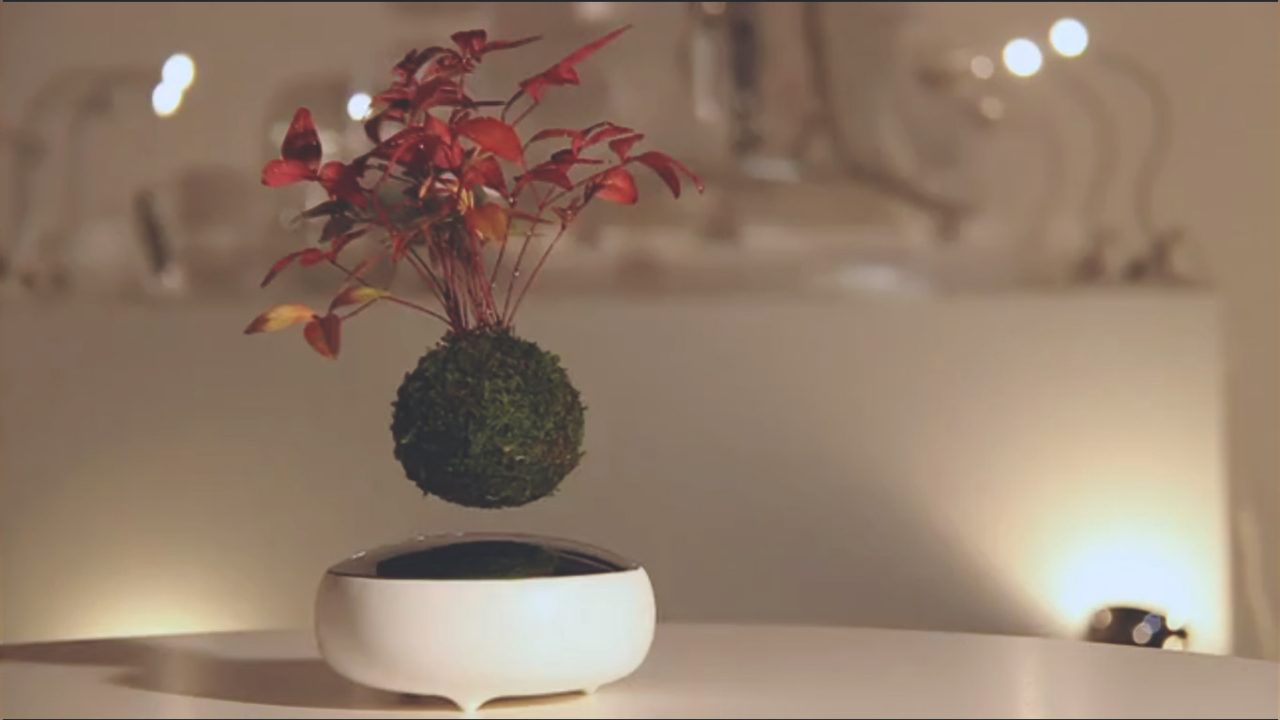 Air Bonsai Floating bonsai tree float favorite plant