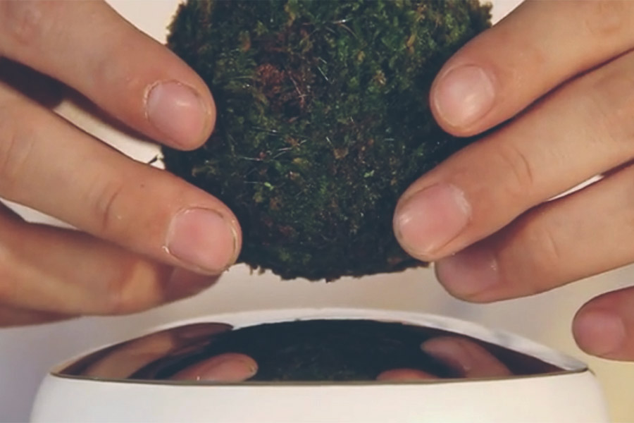 Air Bonsai lets you levitate favorite plant