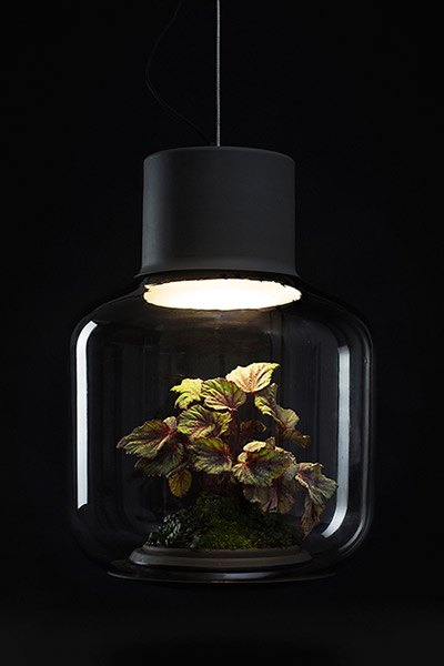 Ingenious solution to growing plants in poorly lit apartments