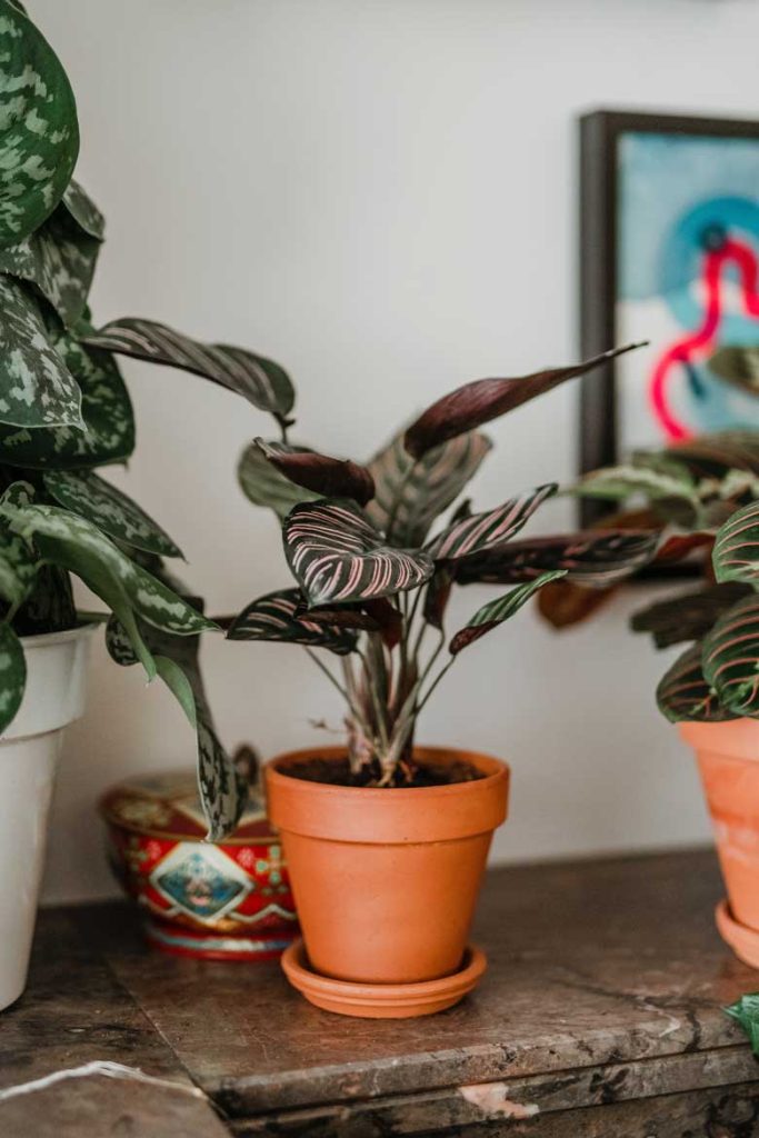 Calathea Ornata Care Tips, where to buy and how to style it