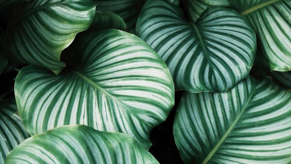 Calathea Orbifolia Care Guide