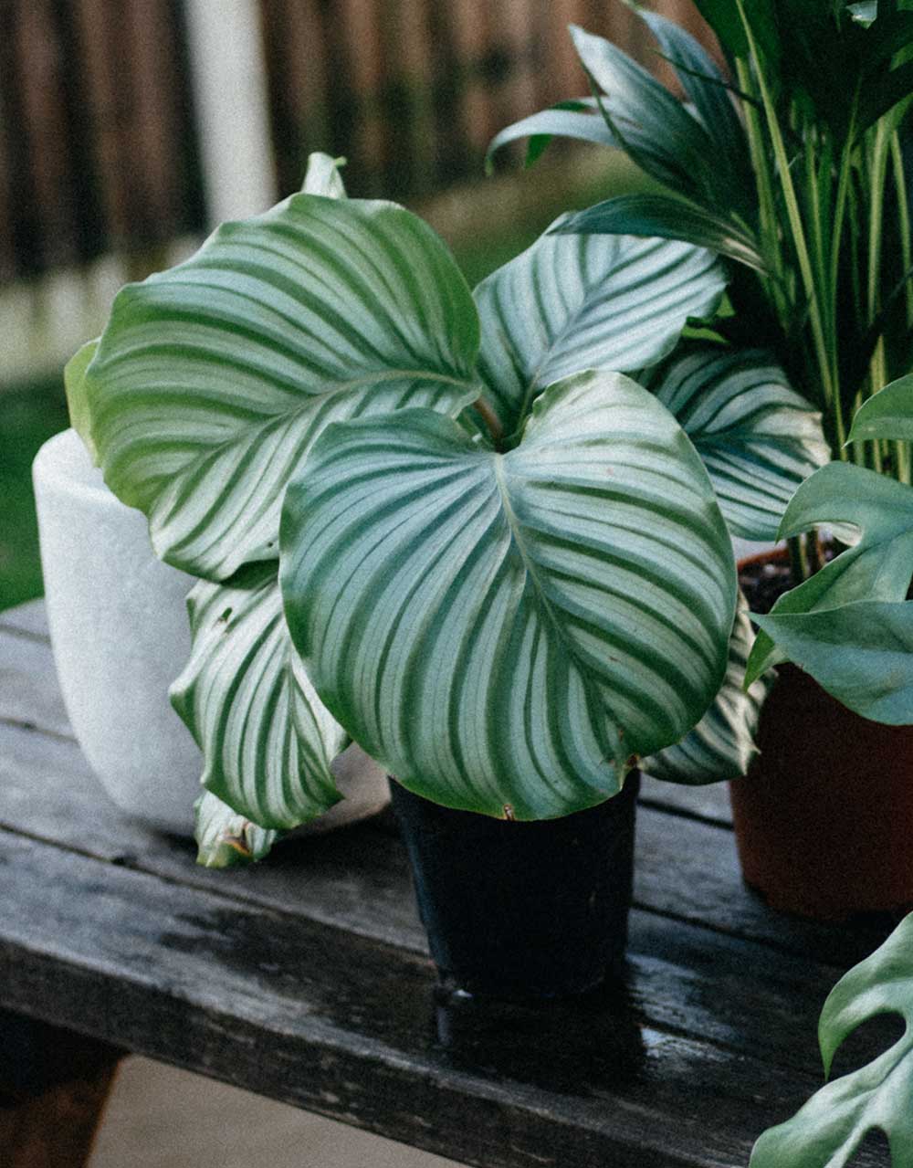 Calathea Orbifolia Care Tips