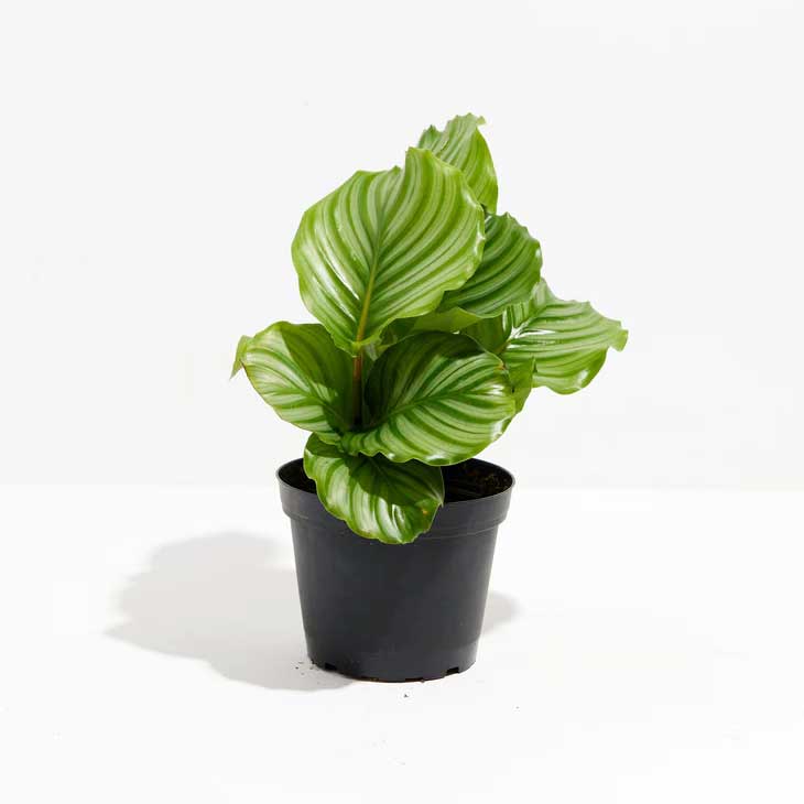 Calathea Orbifolia for sale