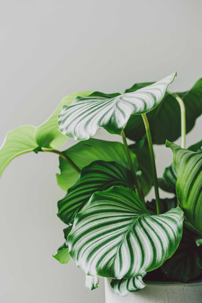 Calathea Orbifolia Prayer Plant Houseplant