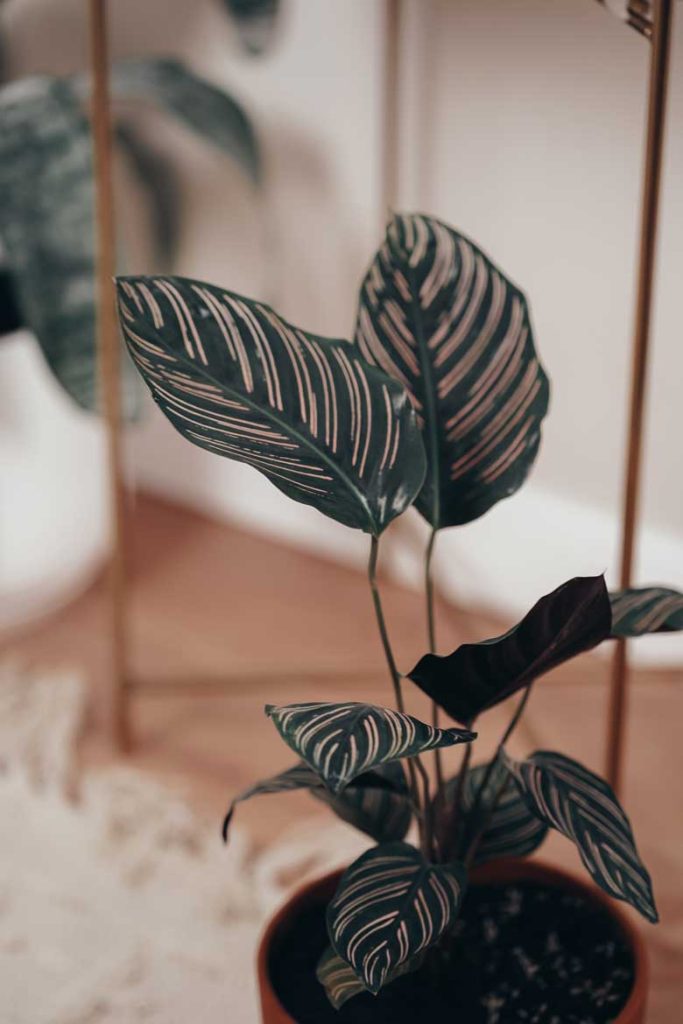 Calathea Ornata care tips: where to buy, light, water, soil requirements, how to propagate and fertilize