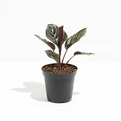 Calathea Ornata - Care Guide and Where To Buy