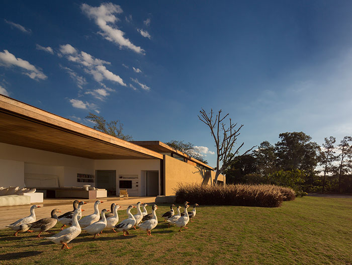 Ducks walking near sustainable house with modern architecture in Sao Paulo, Brazil