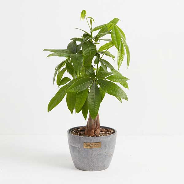 Money Tree Plant