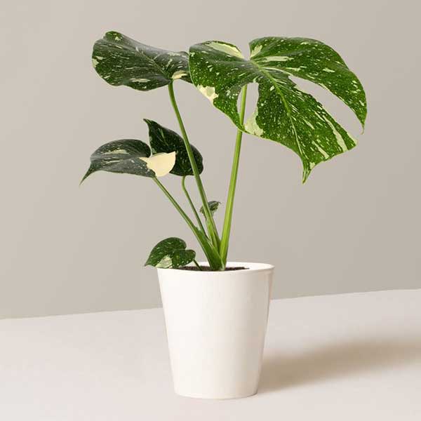 Monstera ‘Thai Constellation’ - The Sill