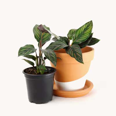Pinstripe Plant For Sale | Calathea Ornata For Sale